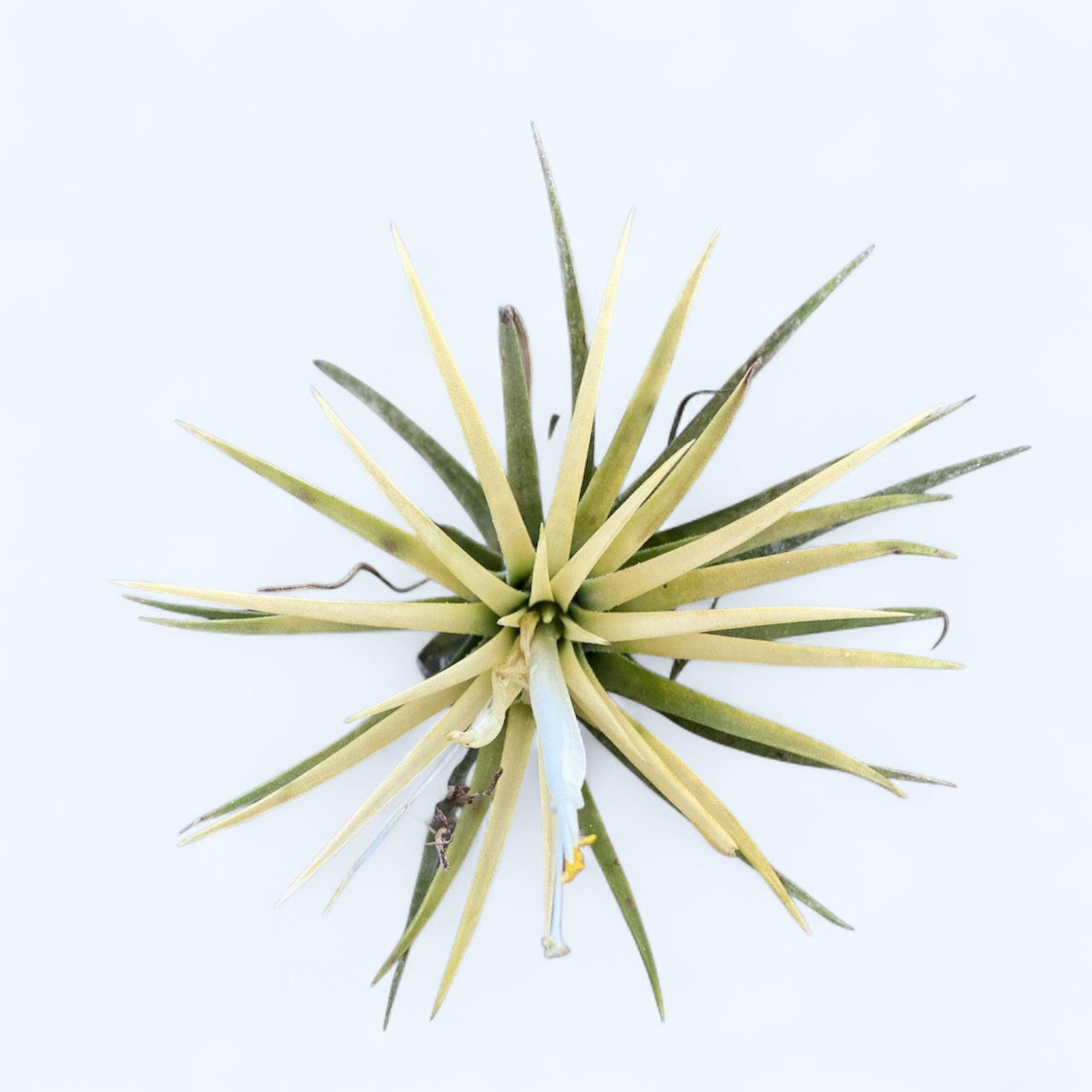 Tillandsia Alba - planta aeriana