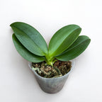 Phalaenopsis I-Hsin Agra '503'