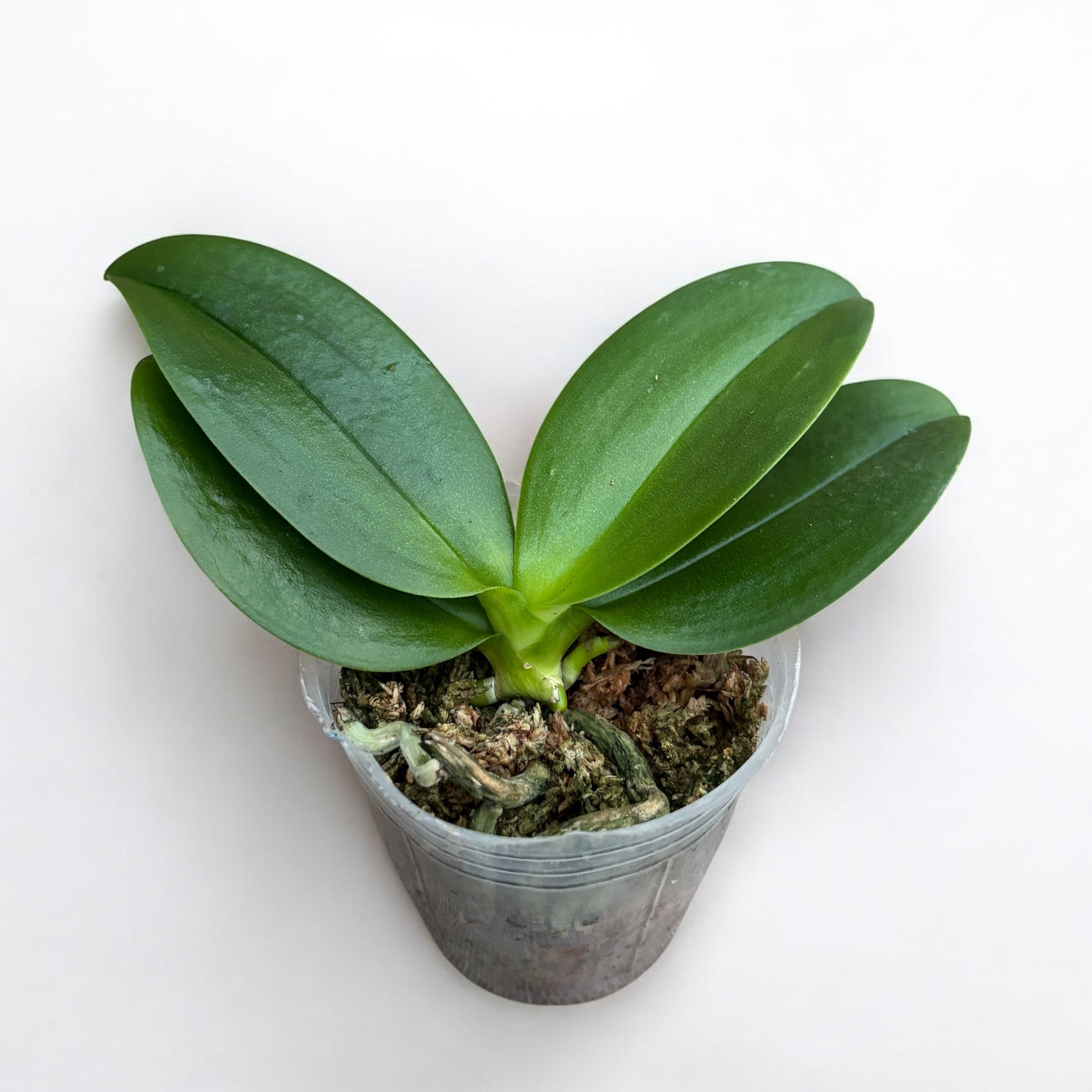 Phalaenopsis I-Hsin Agra '503'