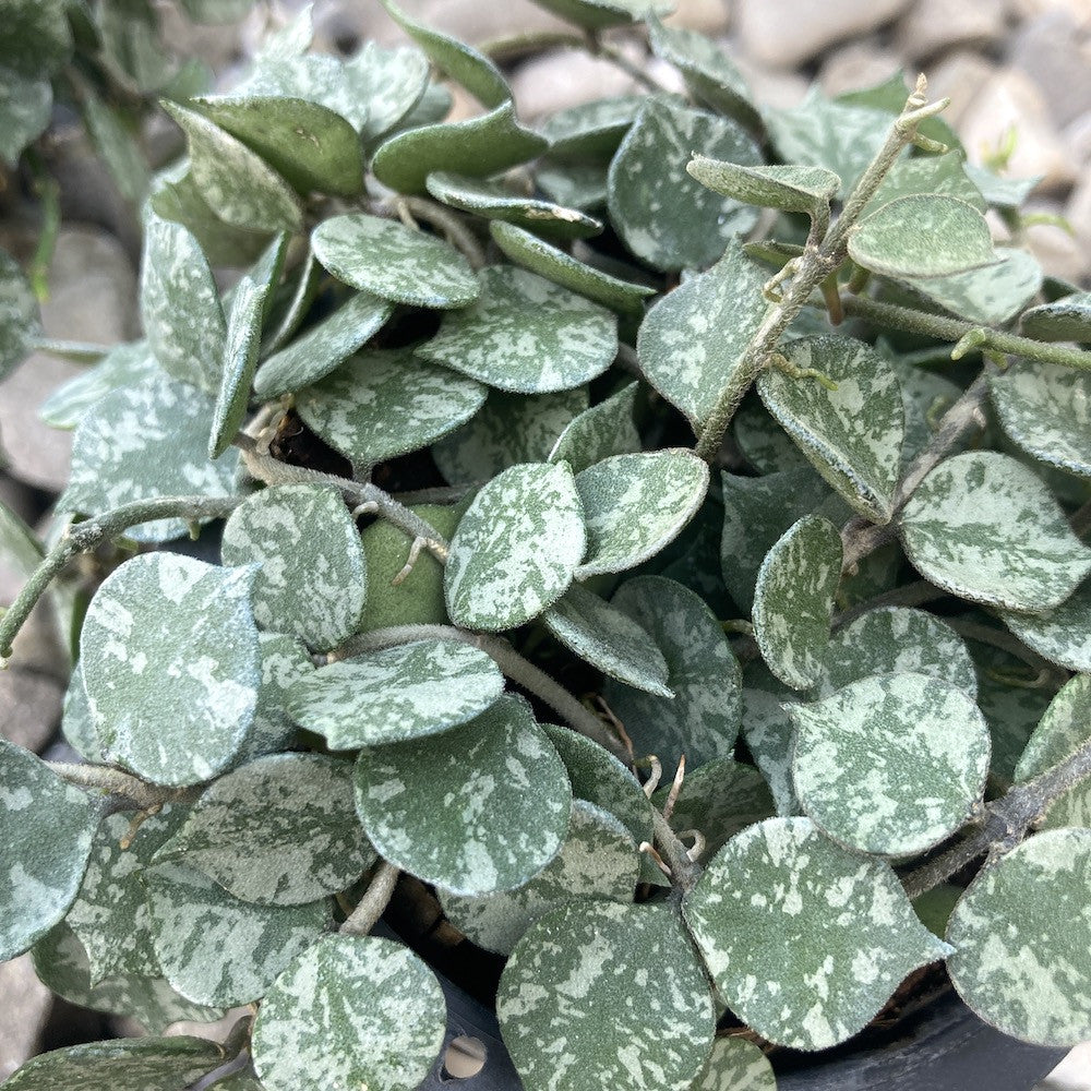 Hoya curtisii (Taiwan) - developed specimens – Floraria Secret Garden (SG)