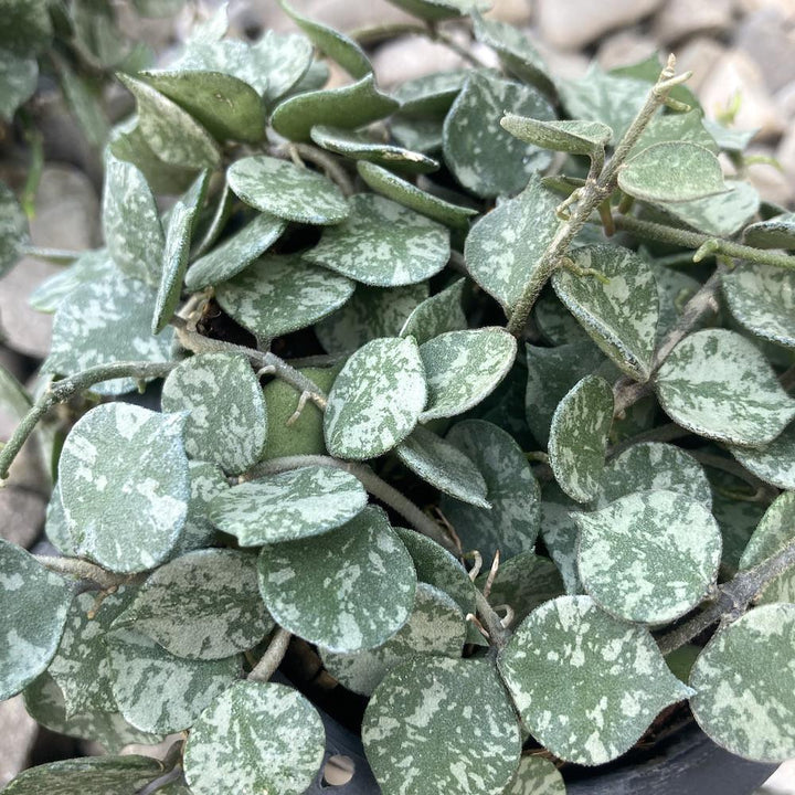 Hoya curtisii