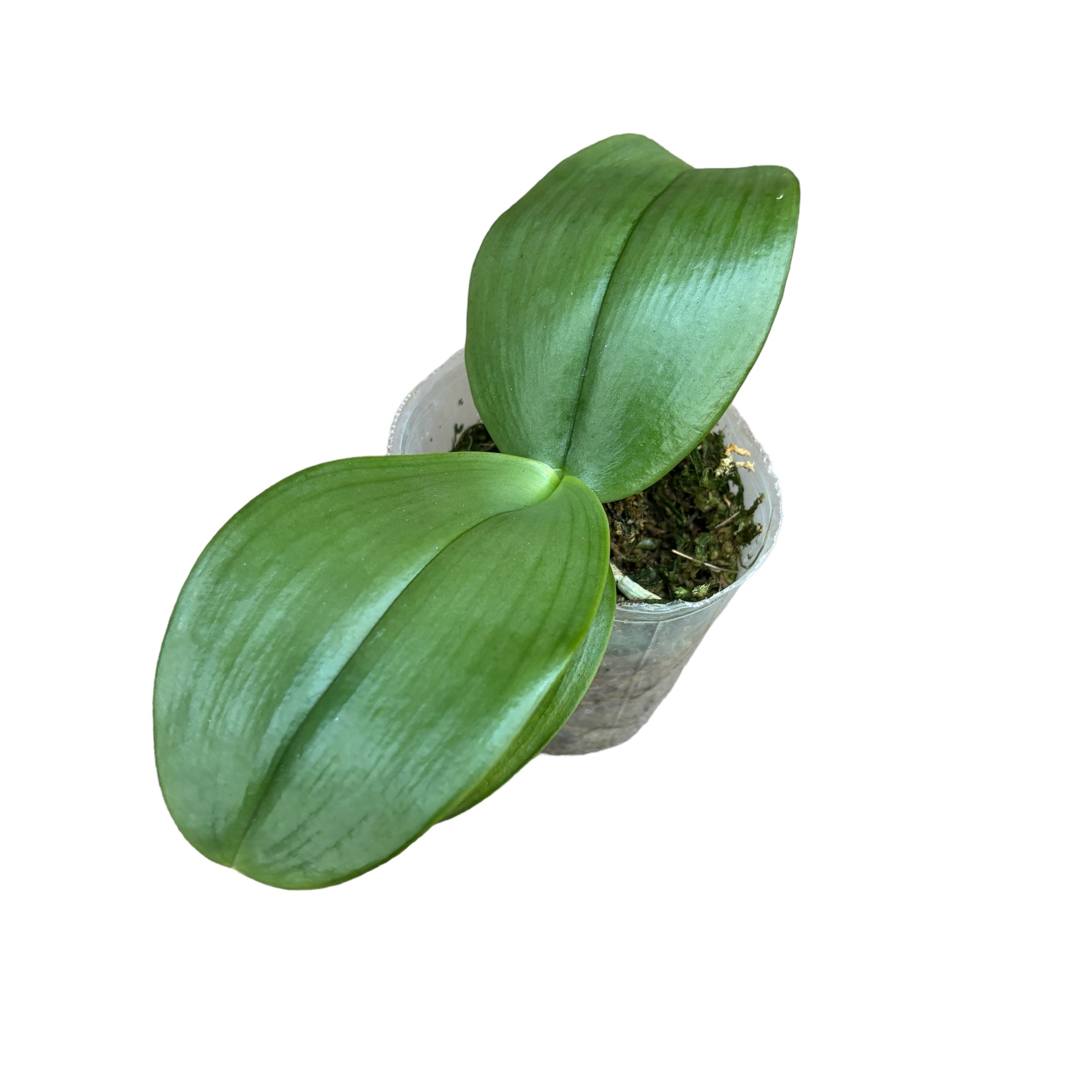 Phalaenopsis gigantea var. alba - parfumé