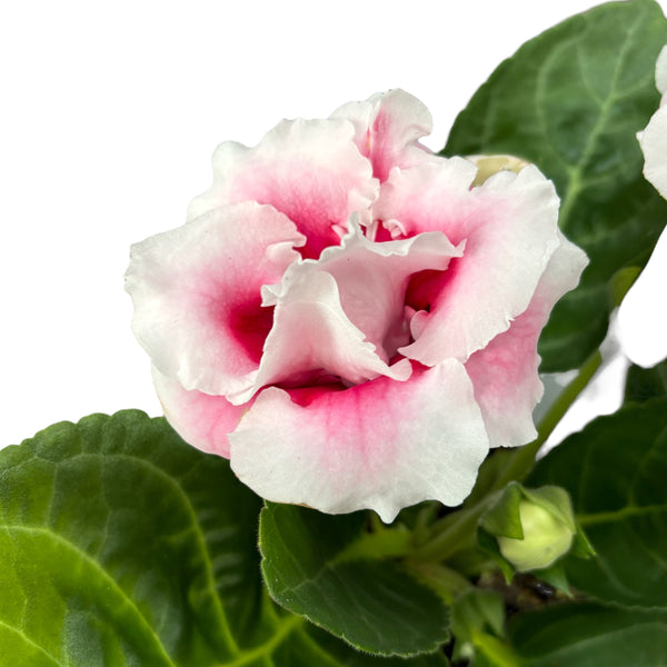 Sinningia Brocade - Gloxinia Sonata mit rosa-weißer gefüllter Blüte