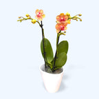 Phalaenopsis Penny Love