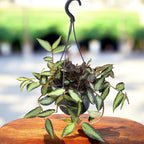 Pellionia repens (Begonia Anguria Pendente) D15