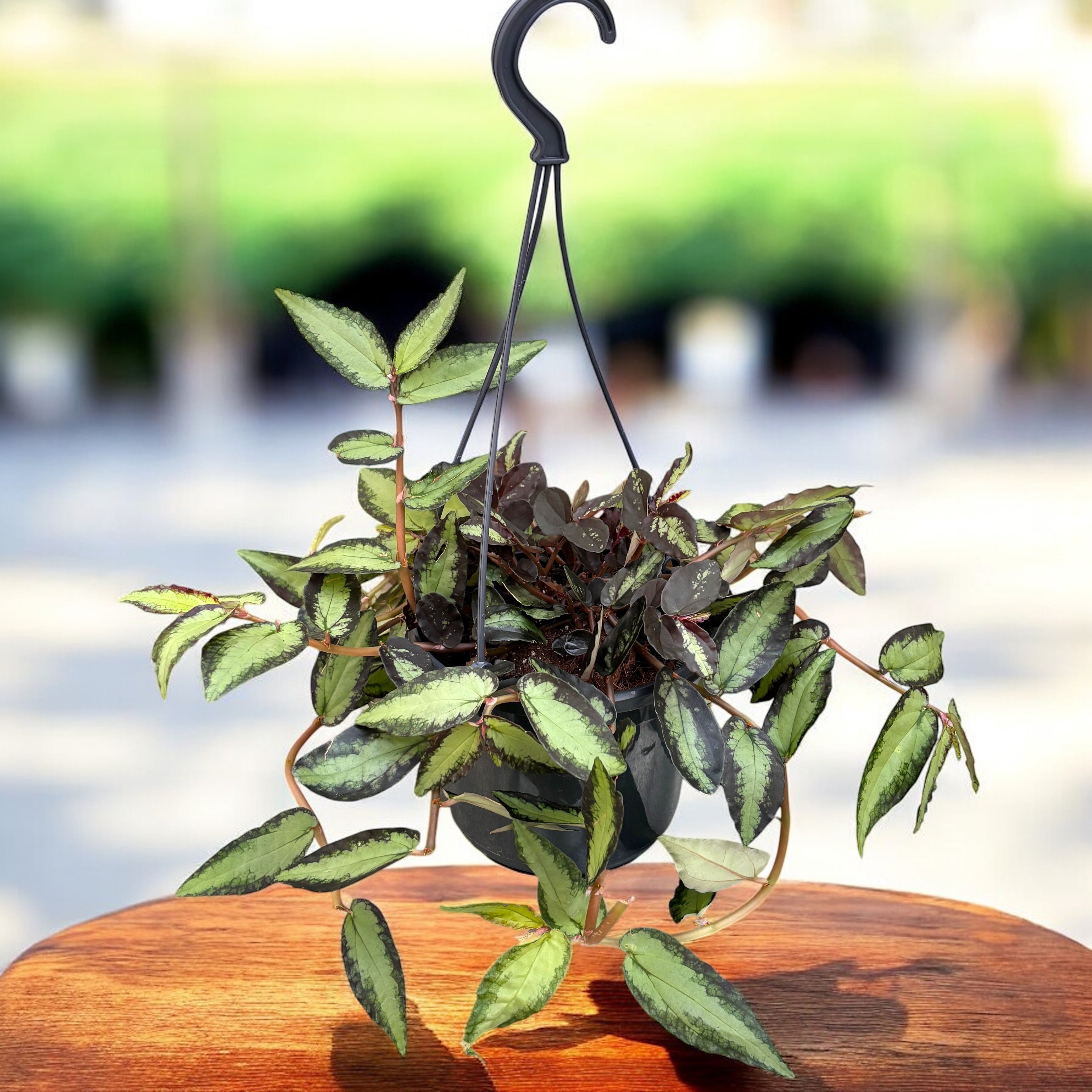 Pellionia repens (Trailing Watermelon Begonia) D15