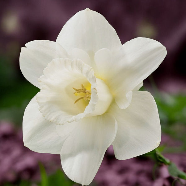 Narcise cu flori mari parfumate - Narcissus 'Geneve'