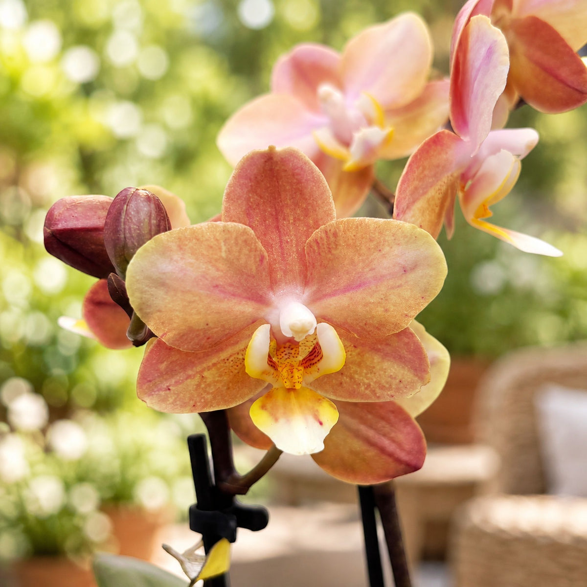 Phalaenopsis Aromio Powdery (Aromio Honey) - intensely fragrant flowers D7 - miniature
