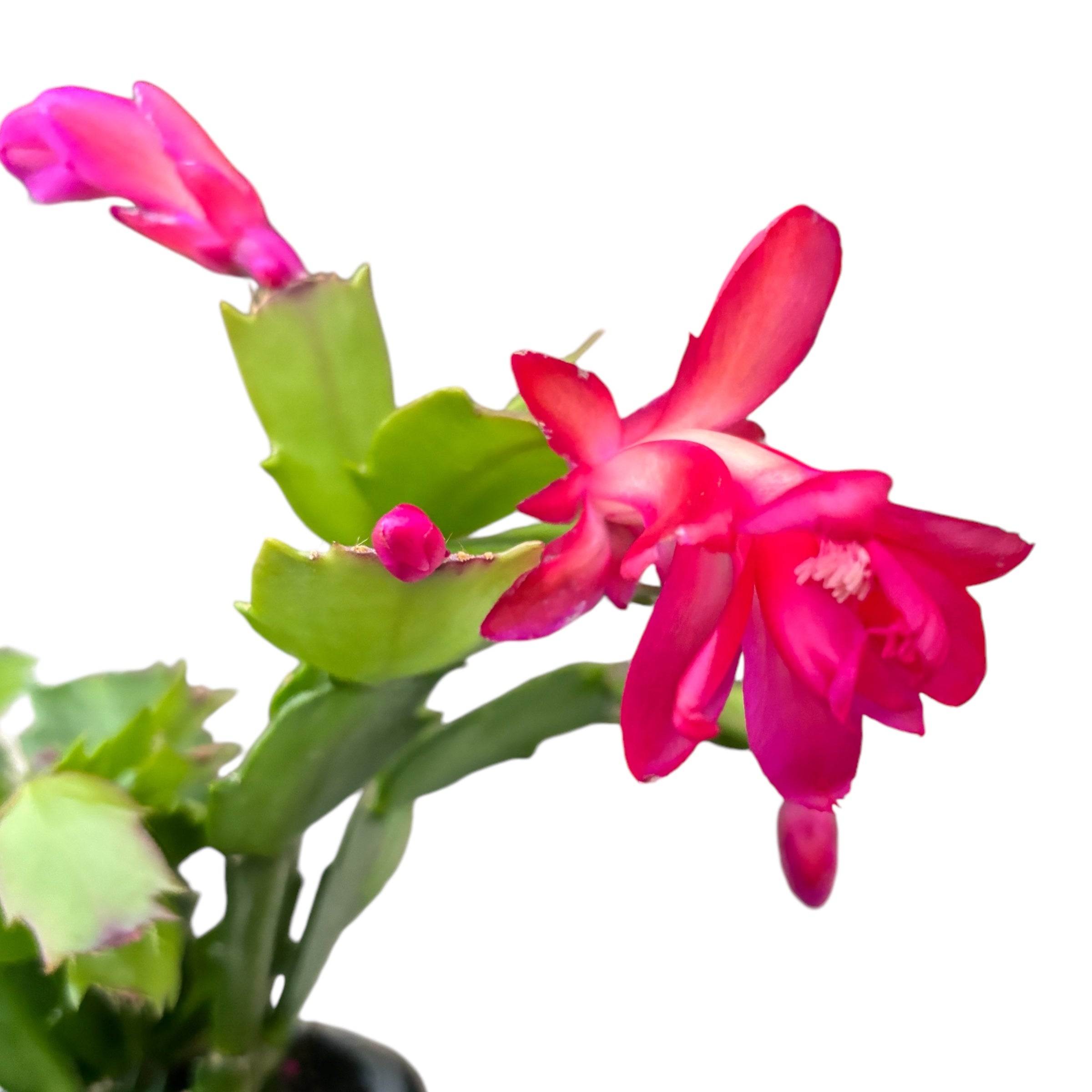 Schlumbergera ‘Thor Olga’ (Craciunita) 2pp