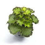 Pelargonium ‘Distinction’ (Geranien mit buntlaubigen Blättern)