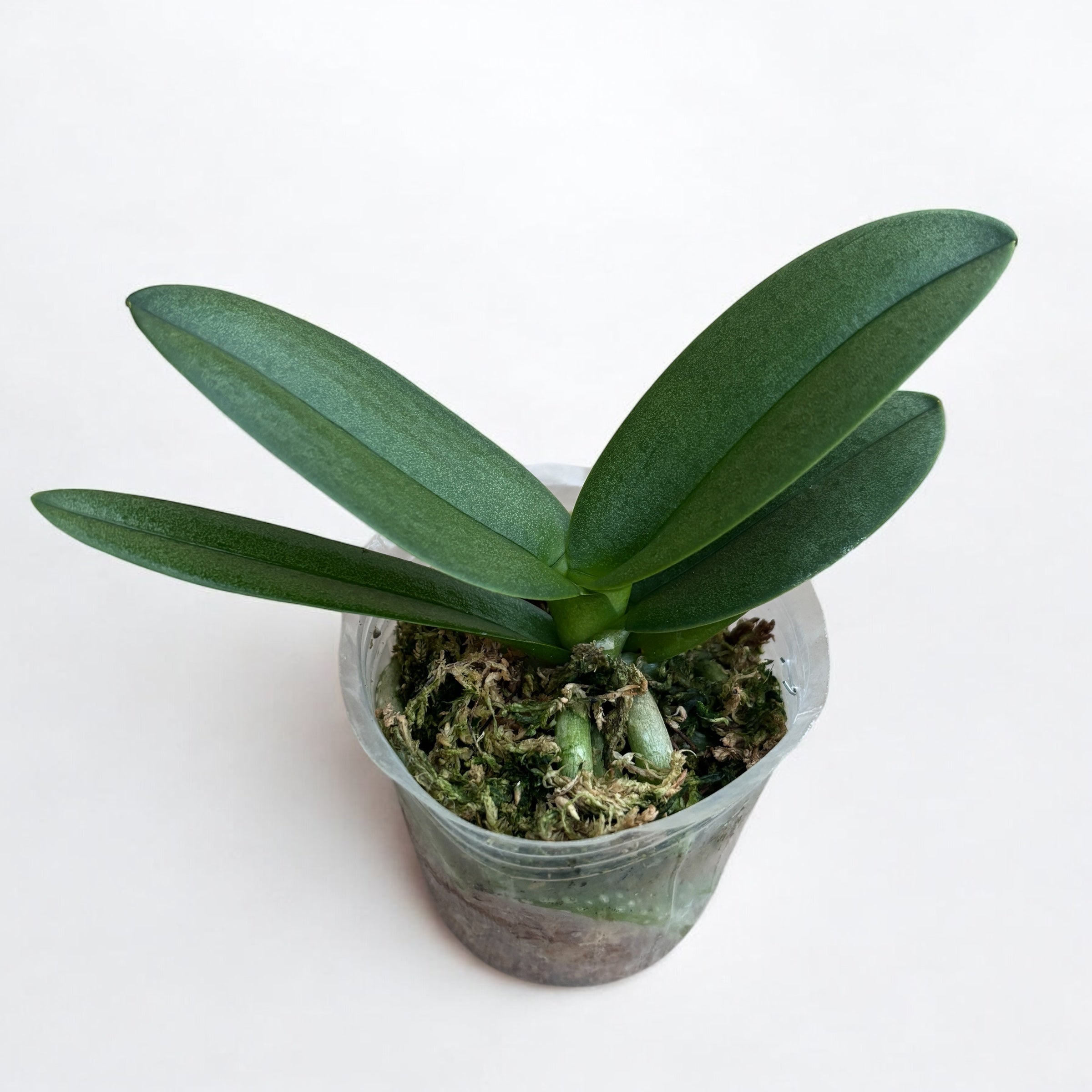 Phalaenopsis pulcherrima var. champorensis alba