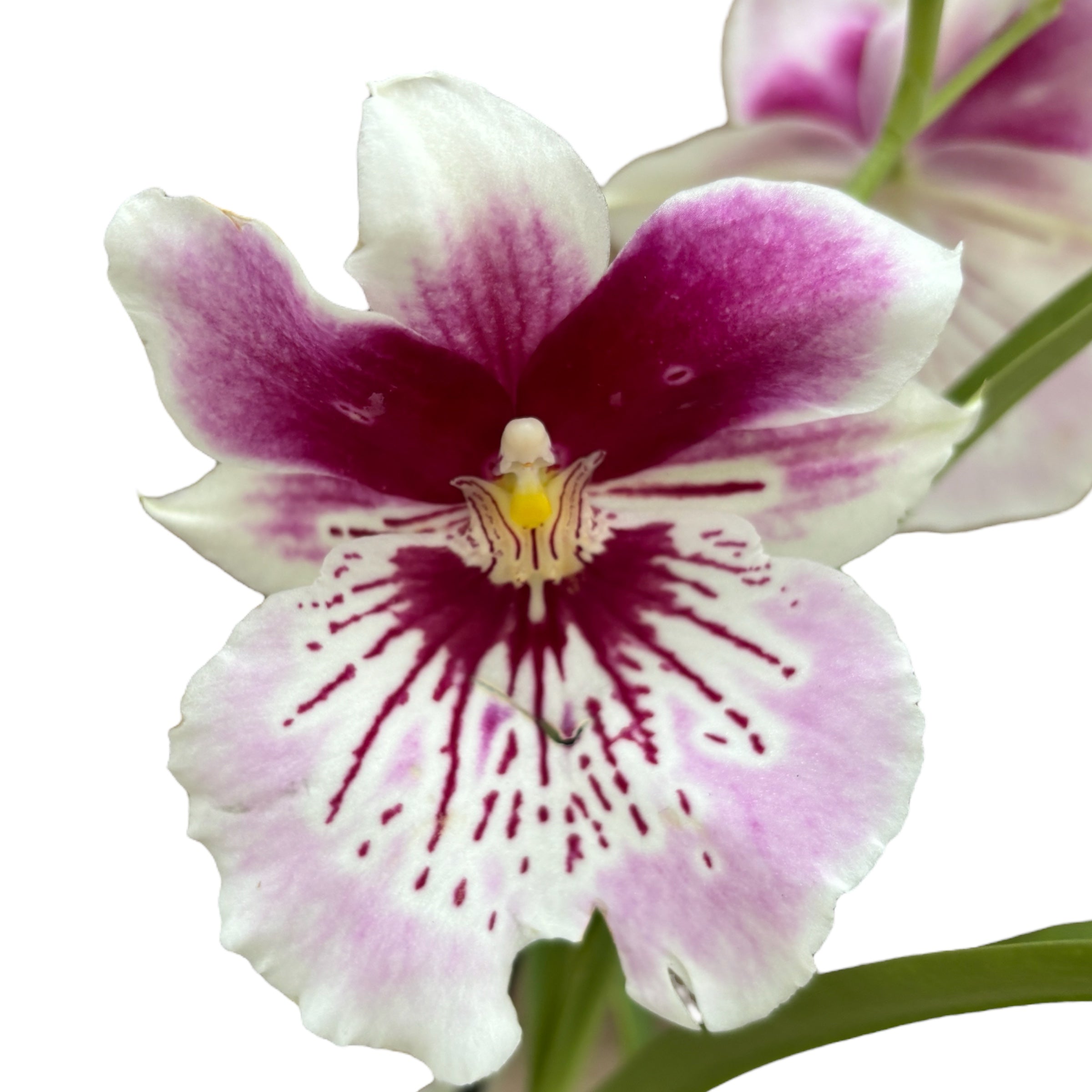 Miltoniopsis speciala