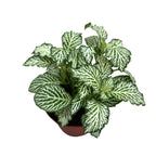 Fittonia White Tiger, planta mozaic
