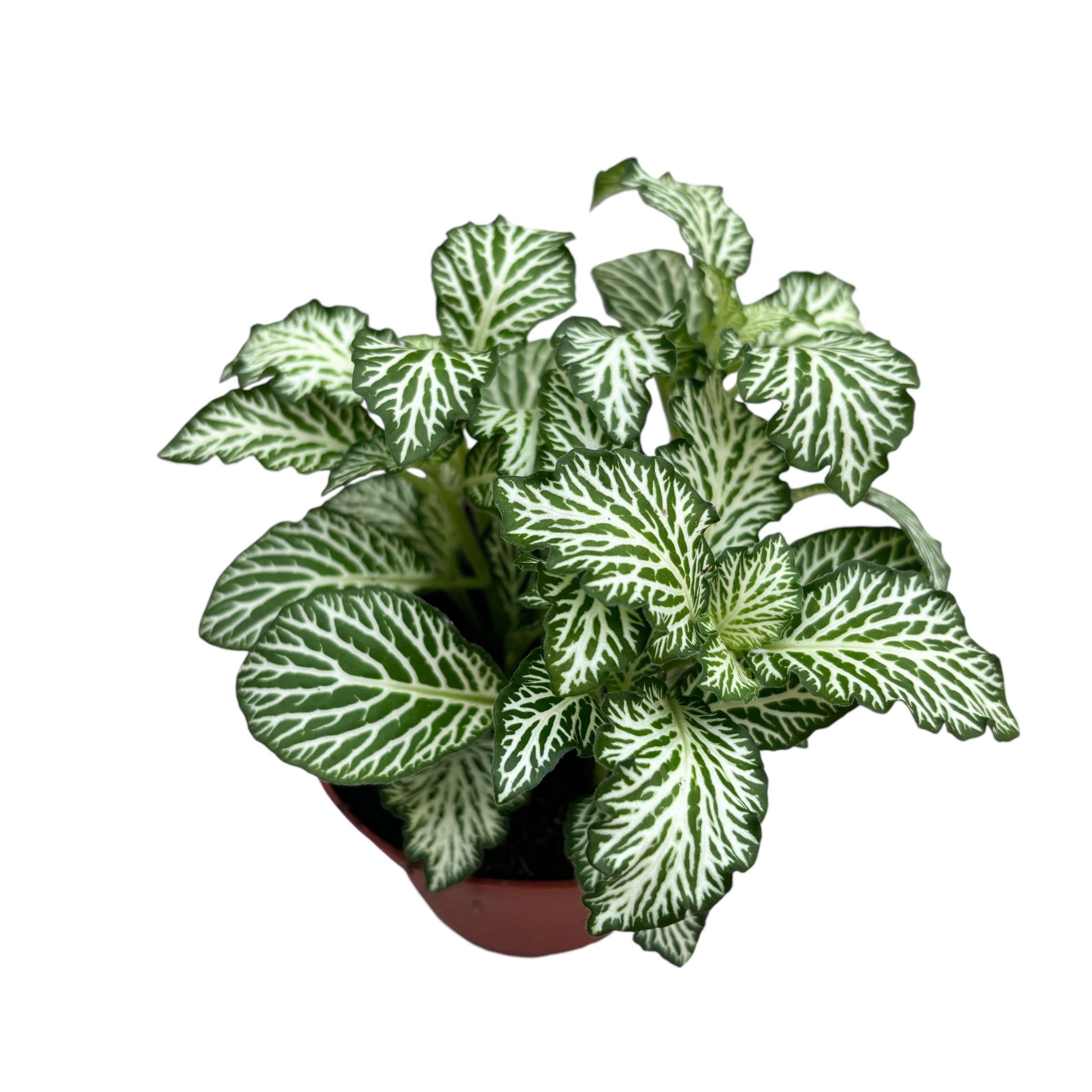 Fittonia Bílý Tygr, mozaiková rostlina