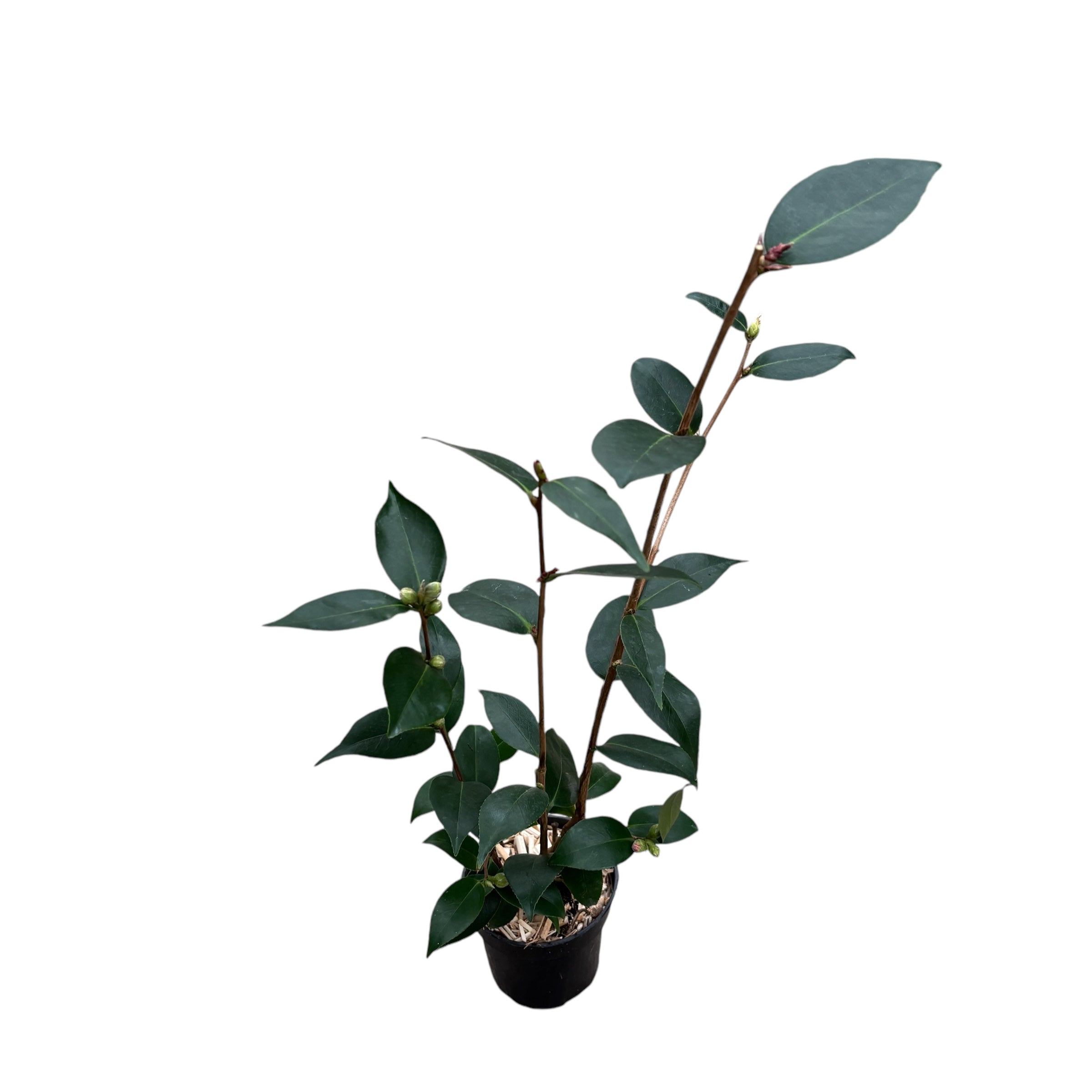 Camellia japonica 'Spring Festival' - floare dubla (rezistenta la inghet)