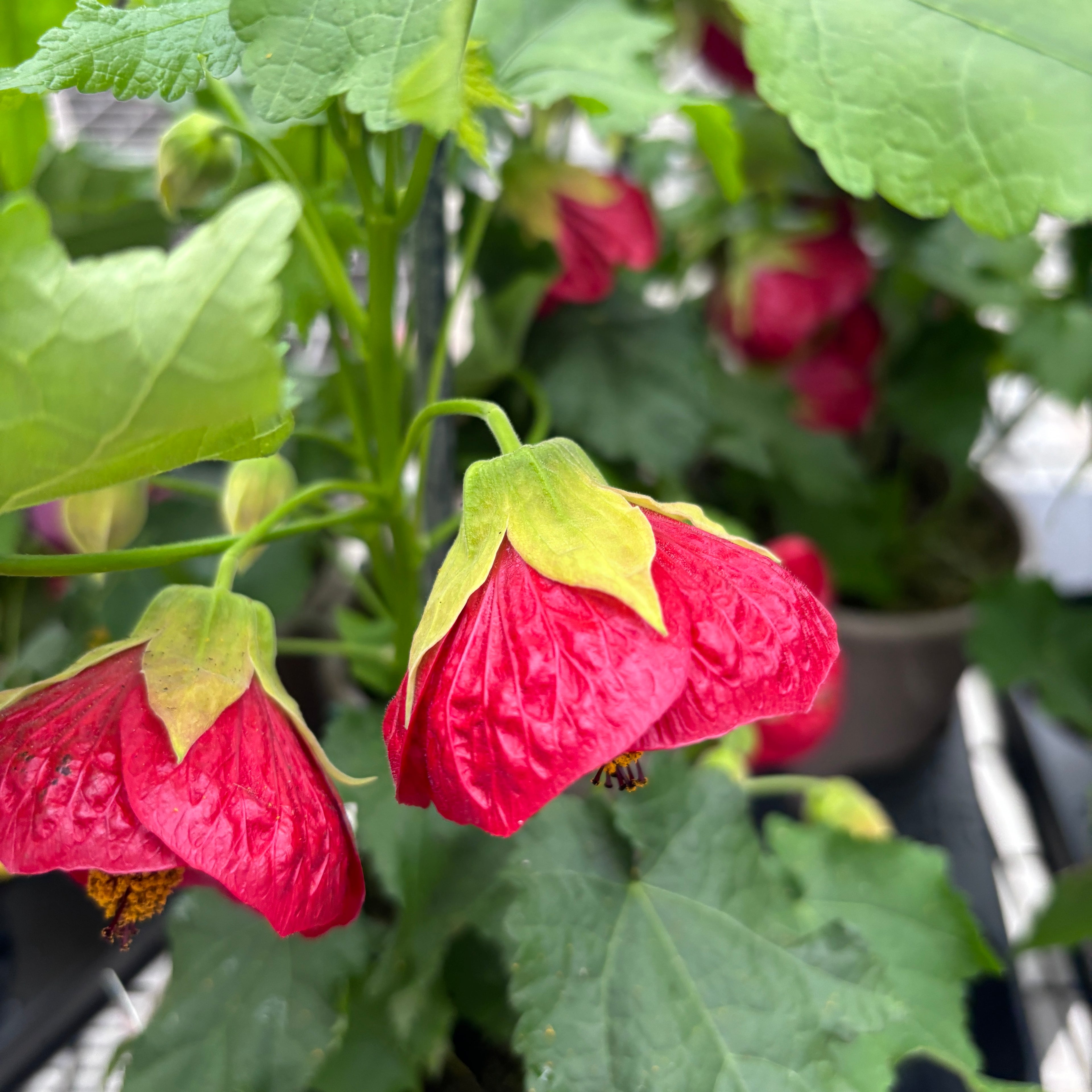 Abutilon 'Red' (Floarea artar rosie)