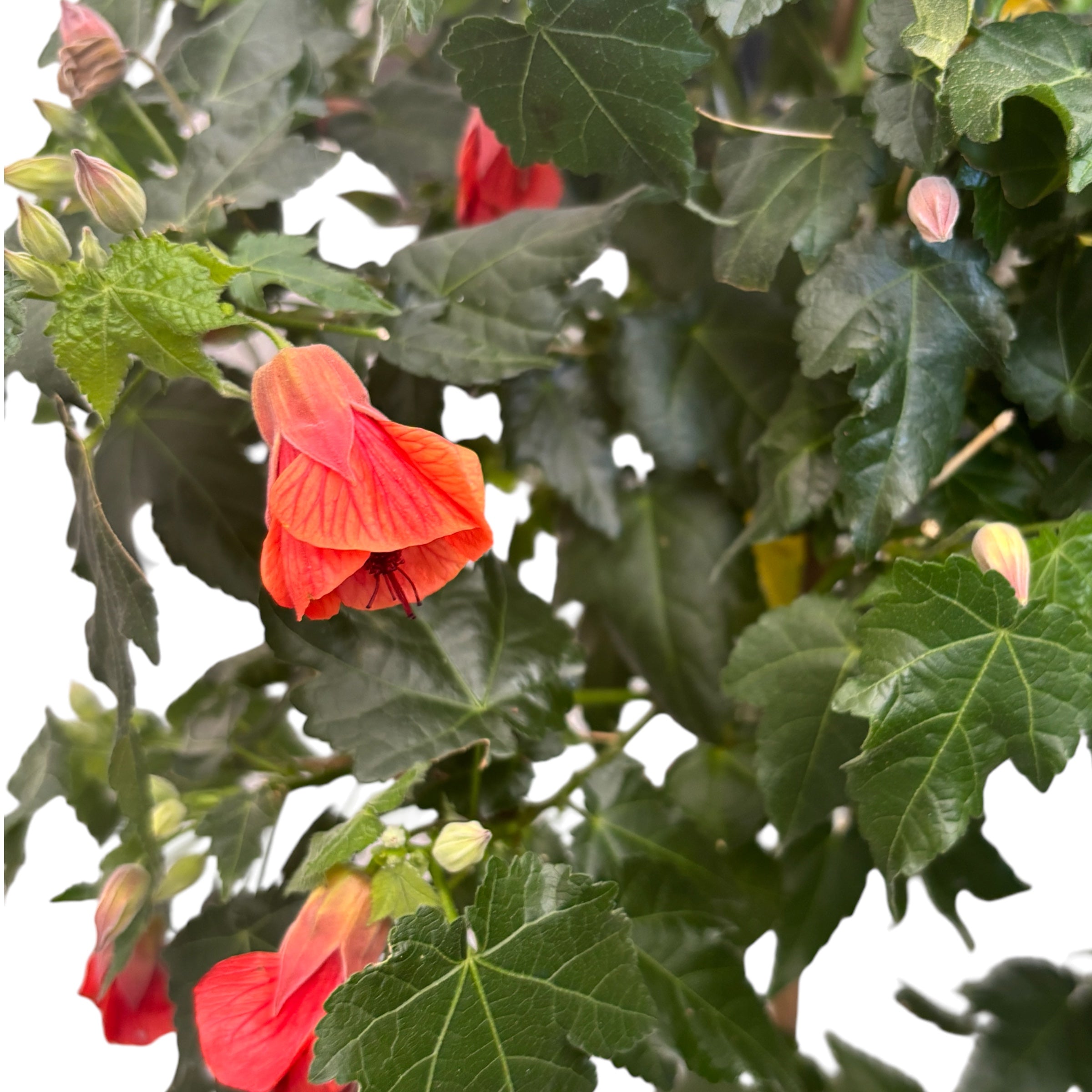 Abutilon 'Orange' (Red Trumpet) Floarea artar