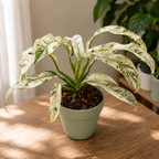 Rhaphidophora puberula ‘Variegata’ (stark variegation) – stark kontrast, sällsynt tropisk effekt