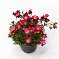 Saxifraga x arendsii 'Alpino Rose'