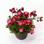 Saxifraga x arendsii 'Alpino Rose'