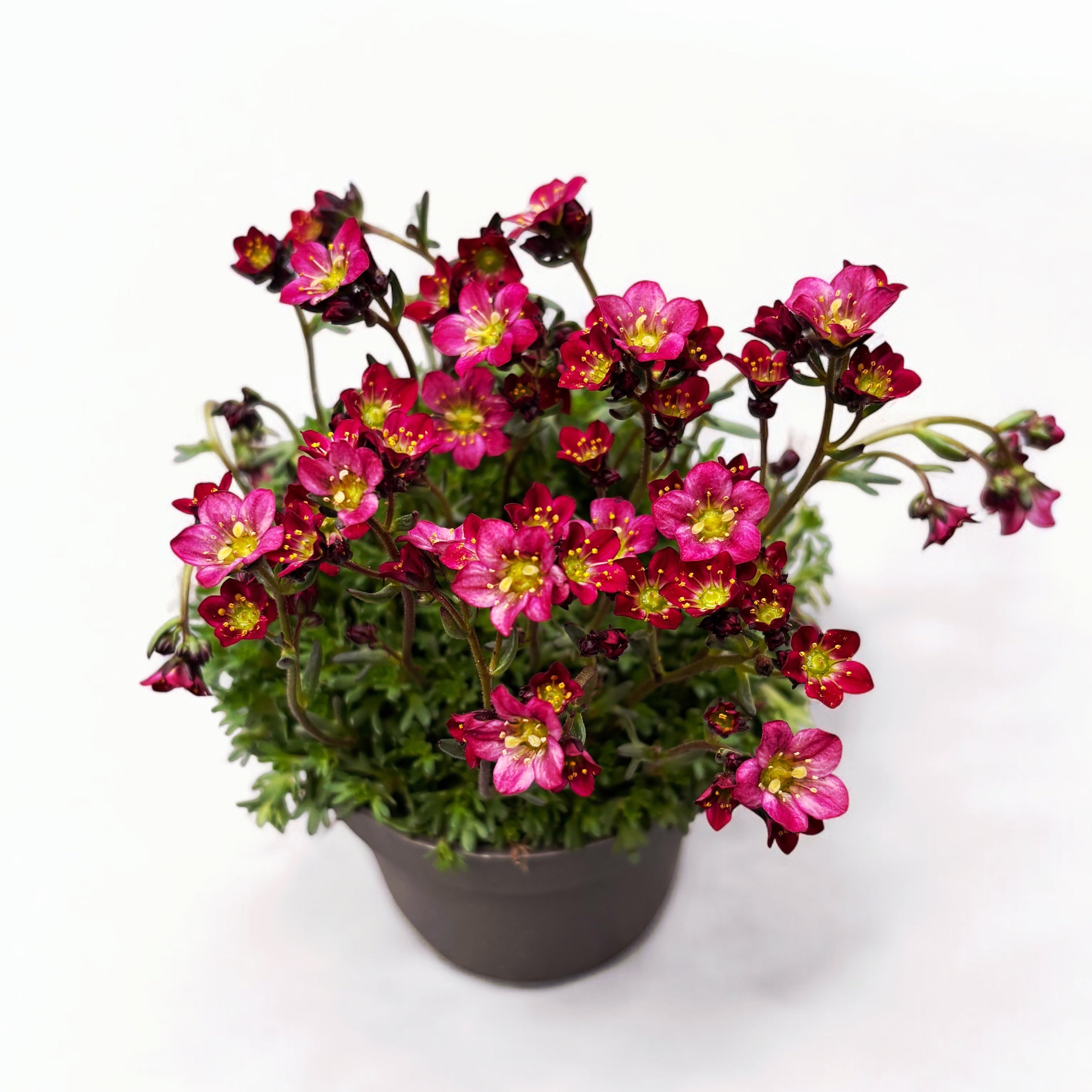 Saxifraga x arendsii 'Alpino Rose'