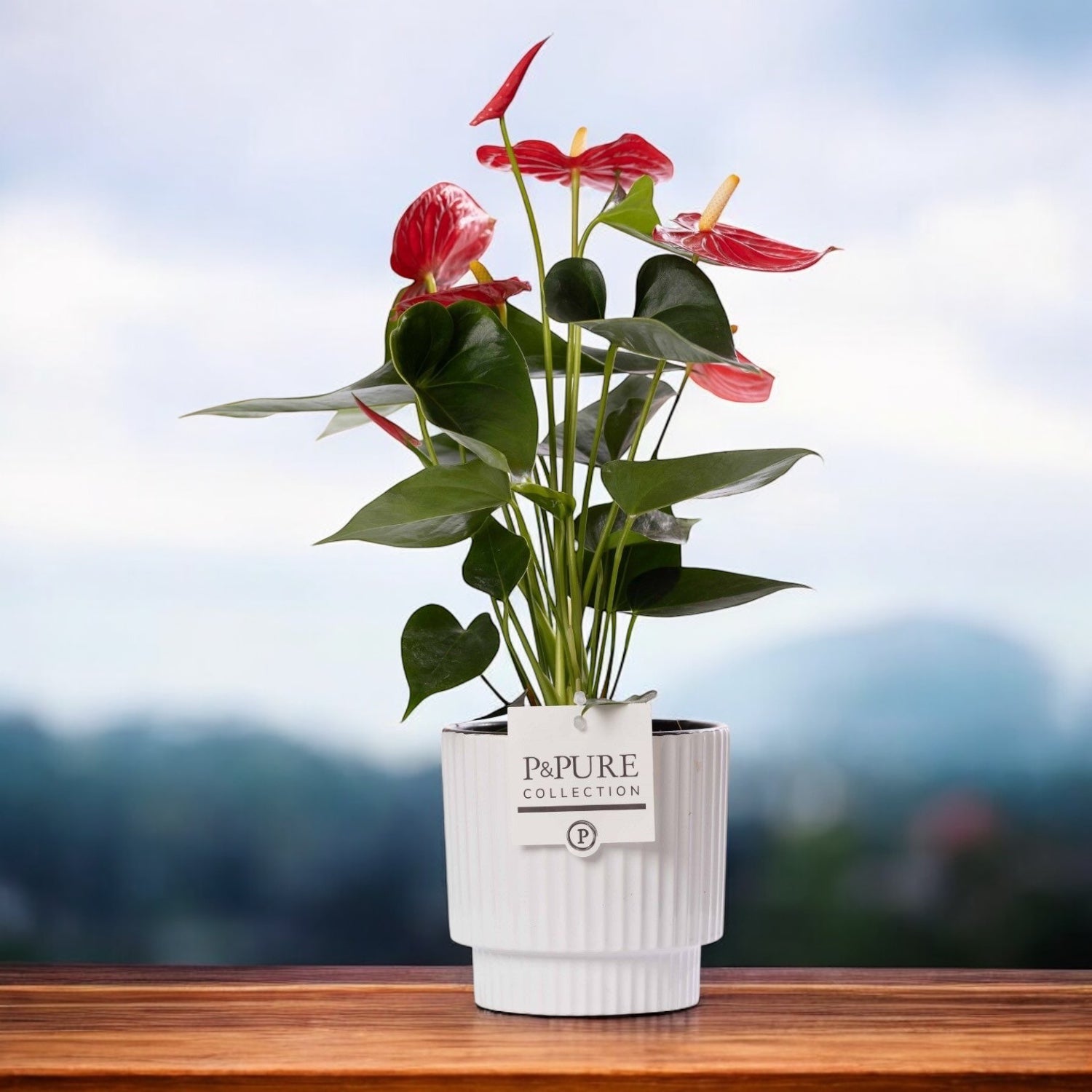 Ghiveci ceramic Ivy White – design modern si elegant pentru plantele tale