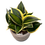 Sansevieria Hahnii 'Stars & Stripe'