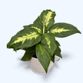 Dieffenbachia 'Camilla'