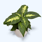 Dieffenbachia 'Camilla'