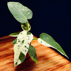 Philodendron Jose Buono (PJB03 - unicat)