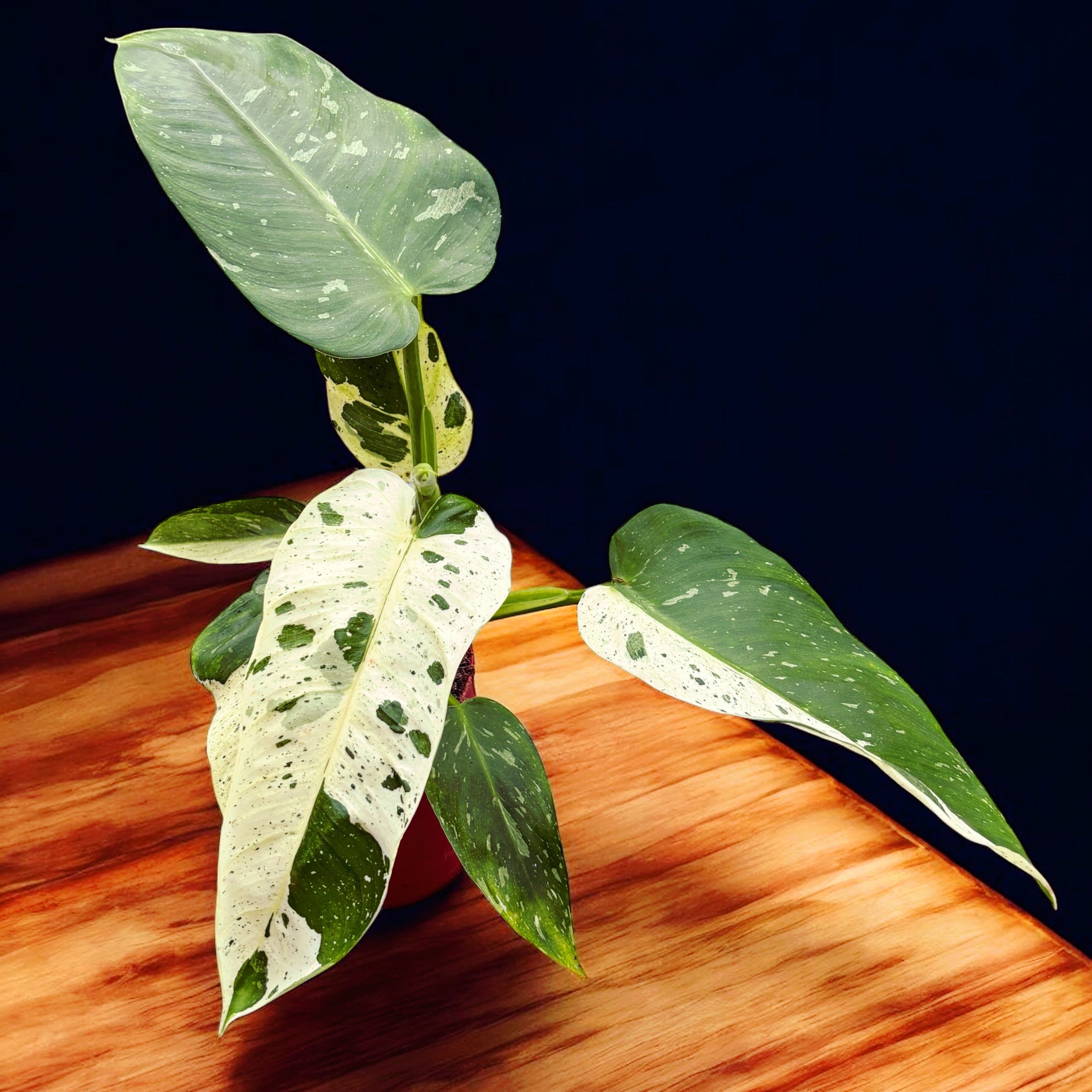 Philodendron Jose Buono (PJB03 - unicat)