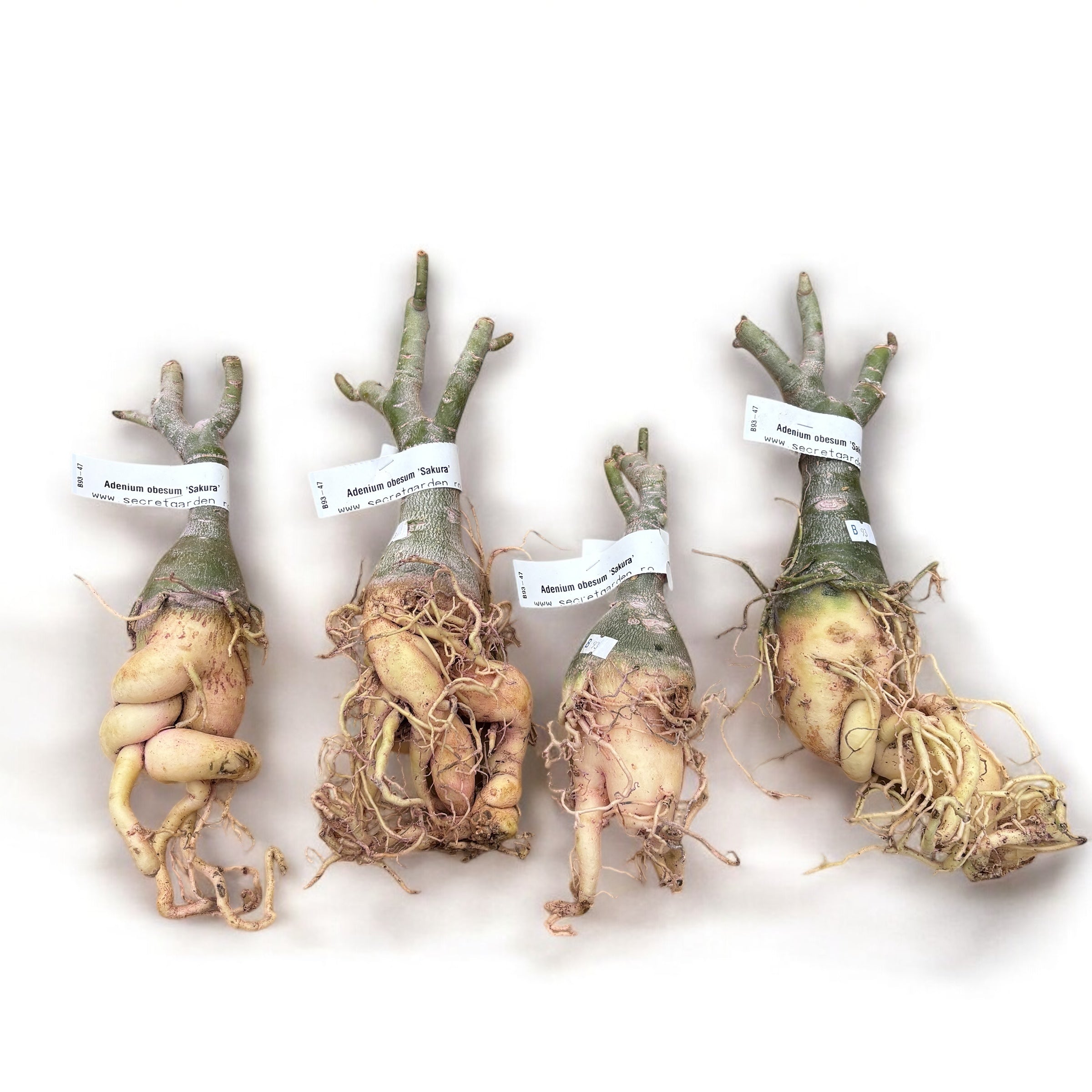 Adenium obesum 'Sakura'