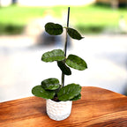 Hoya villosa - esemplari XL