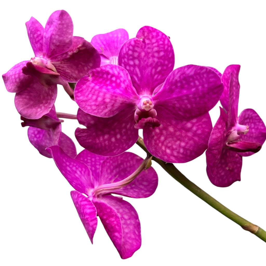 Vanda TAYANEE Cerise (Ansu)