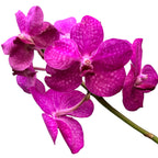 Vanda TAYANEE Cerise (Ansu)
