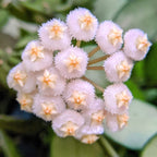 Hoya lacunosa 'Asami' (albomarginata) - parfum de scortisoara