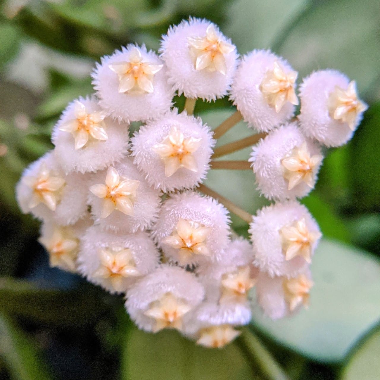 Hoya lacunosa 'Asami' (albomarginata) - parfum de scortisoara