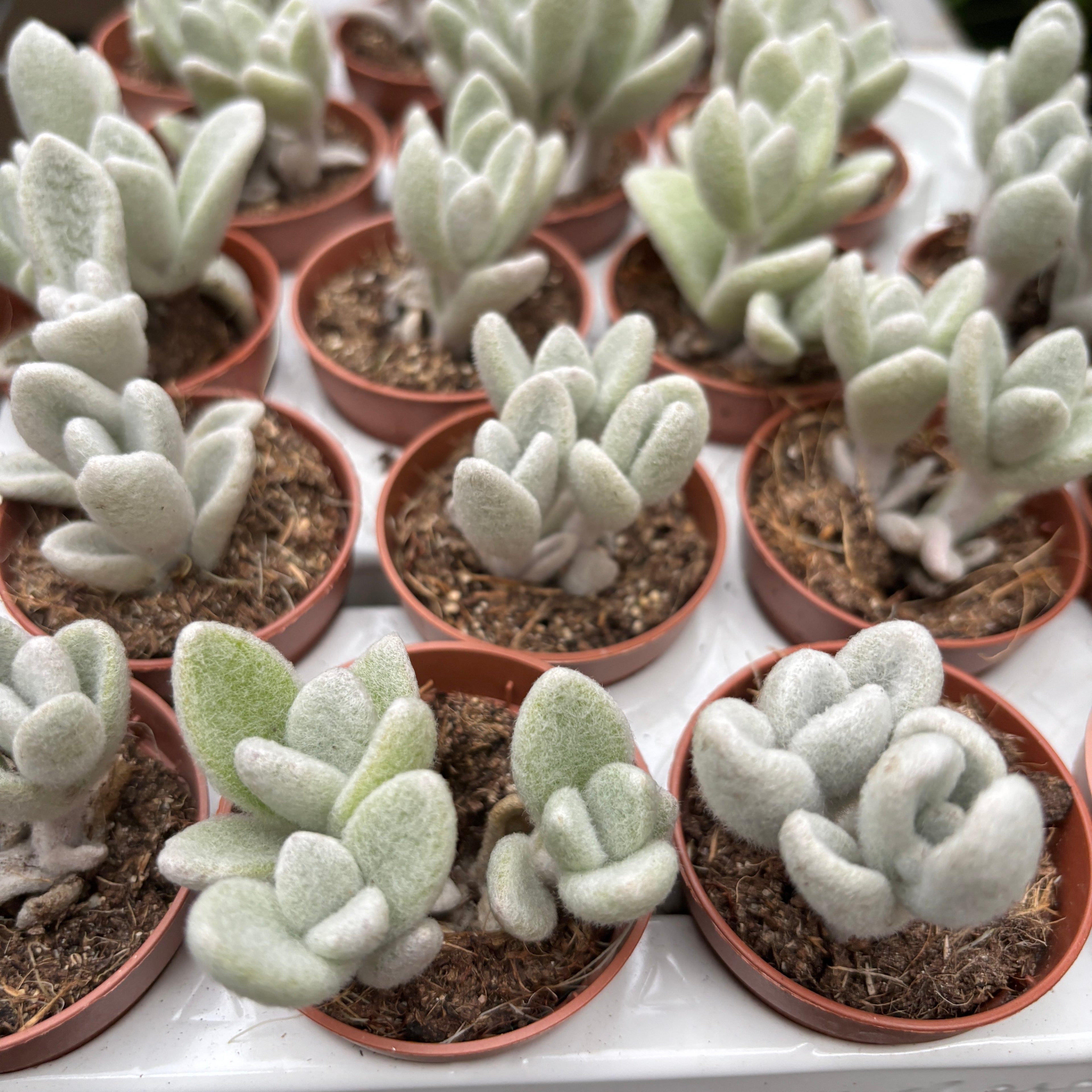 Kalanchoe Eriophylla (Snow White Panda Plant)