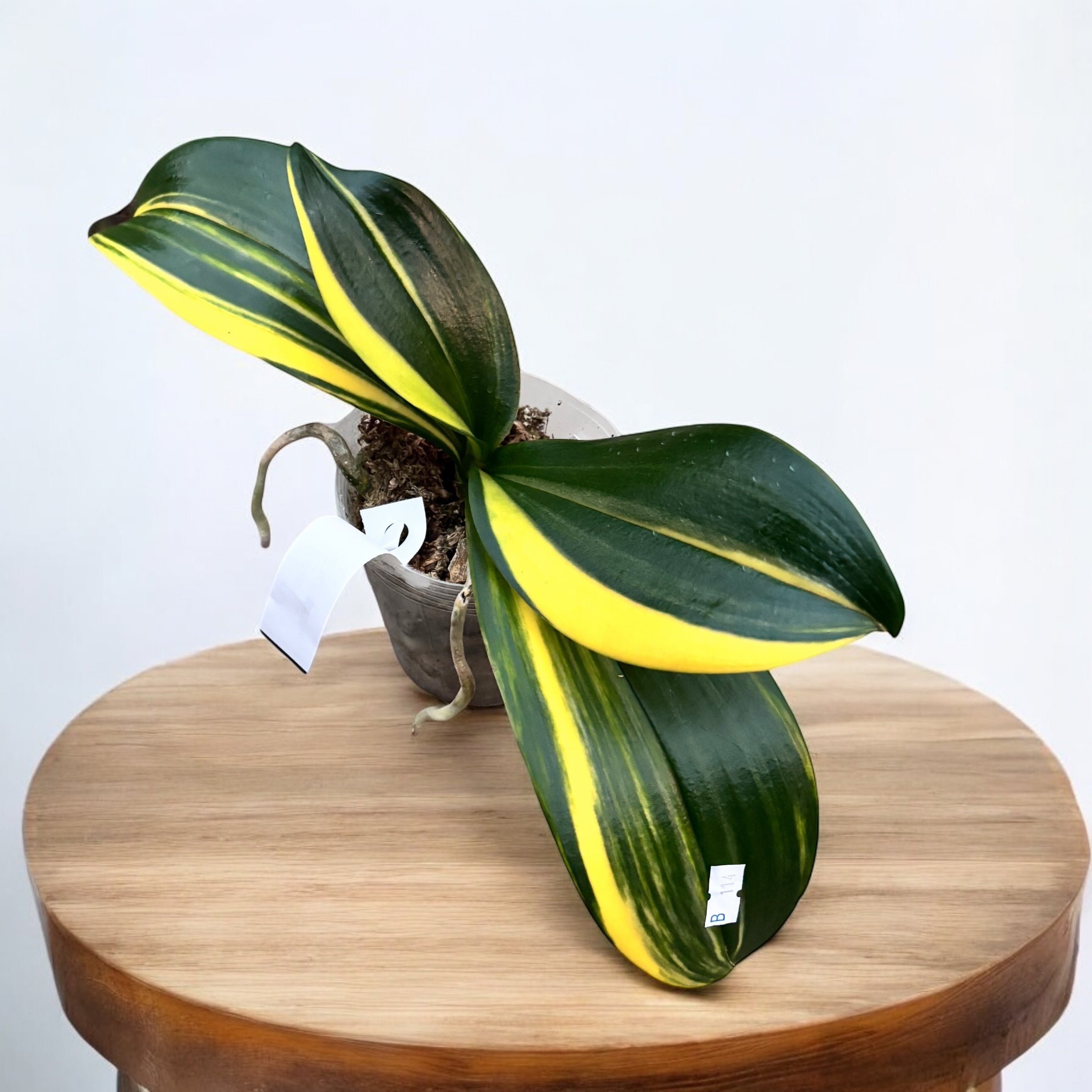 Phalaenopsis Little Gem Stripes (variegata) - piante madri