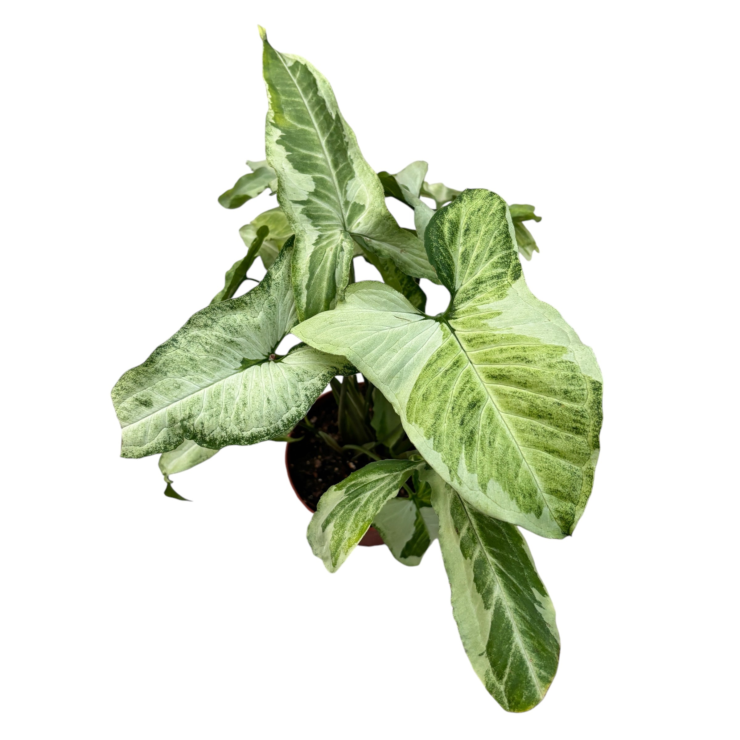 Syngonium 'Three Kings'