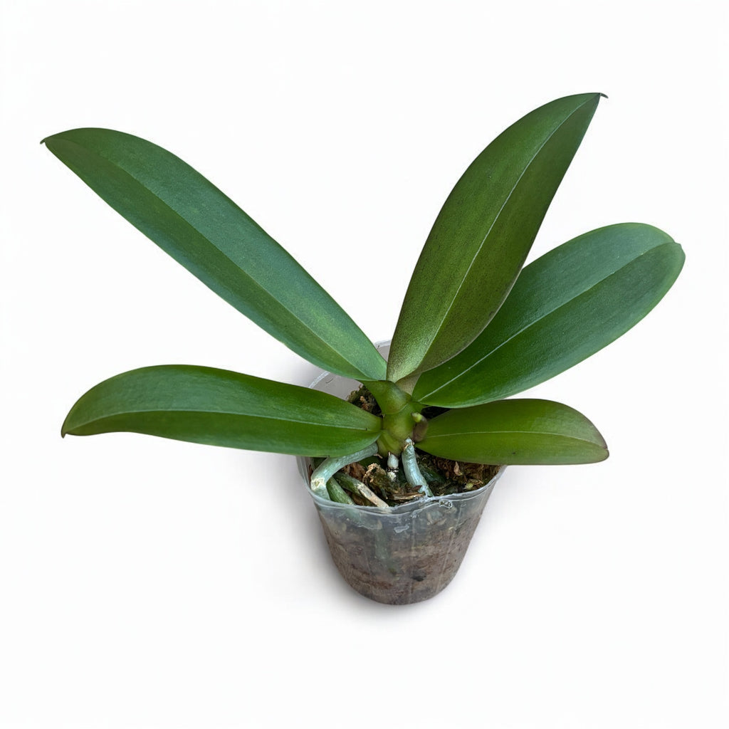 Phalaenopsis Miki Witch '467' (pelorikus nagy ajak)