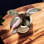 Philodendron 'Pink Princess Marble' (bebisväxt)