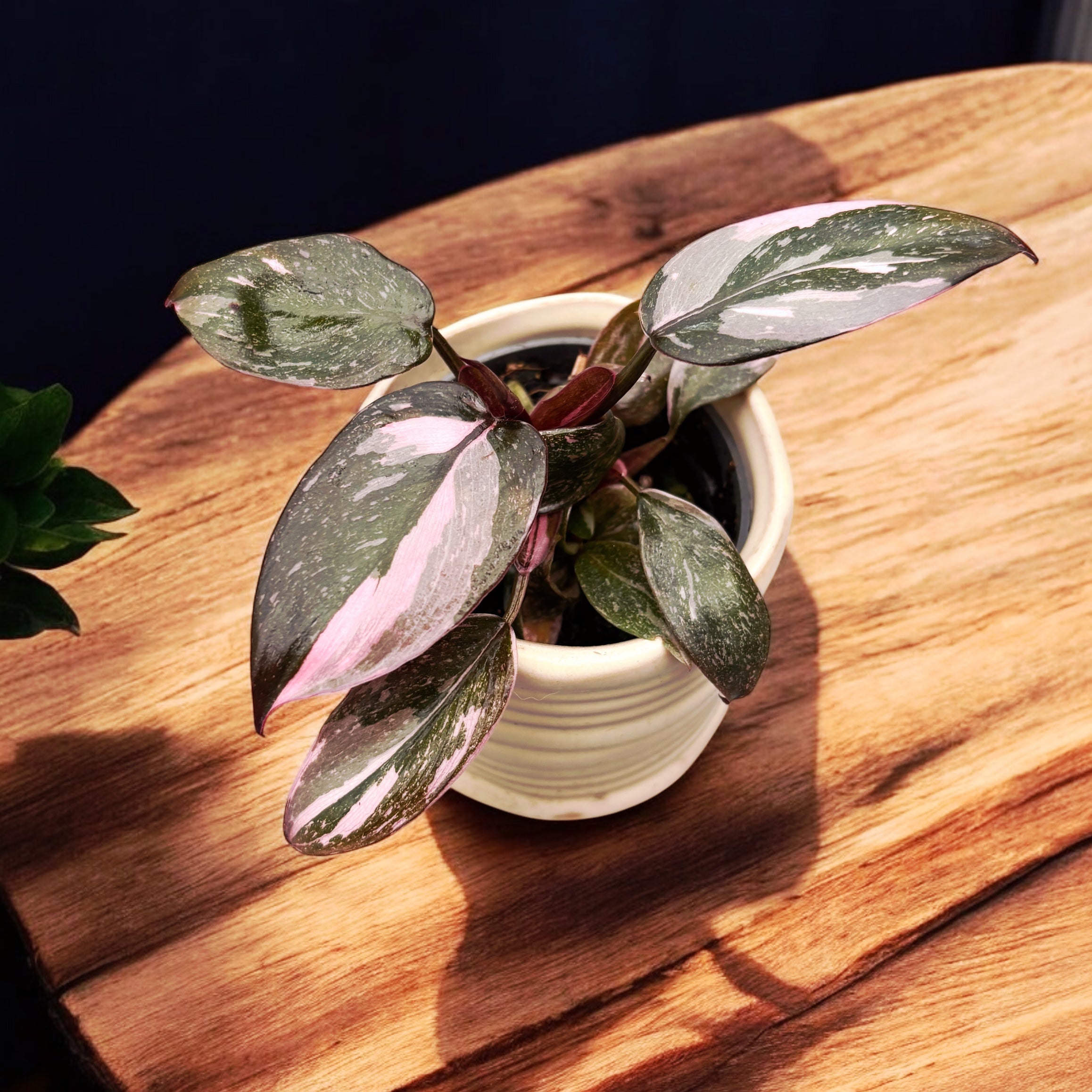 Philodendron 'Pink Princess Marble' (babyplant)