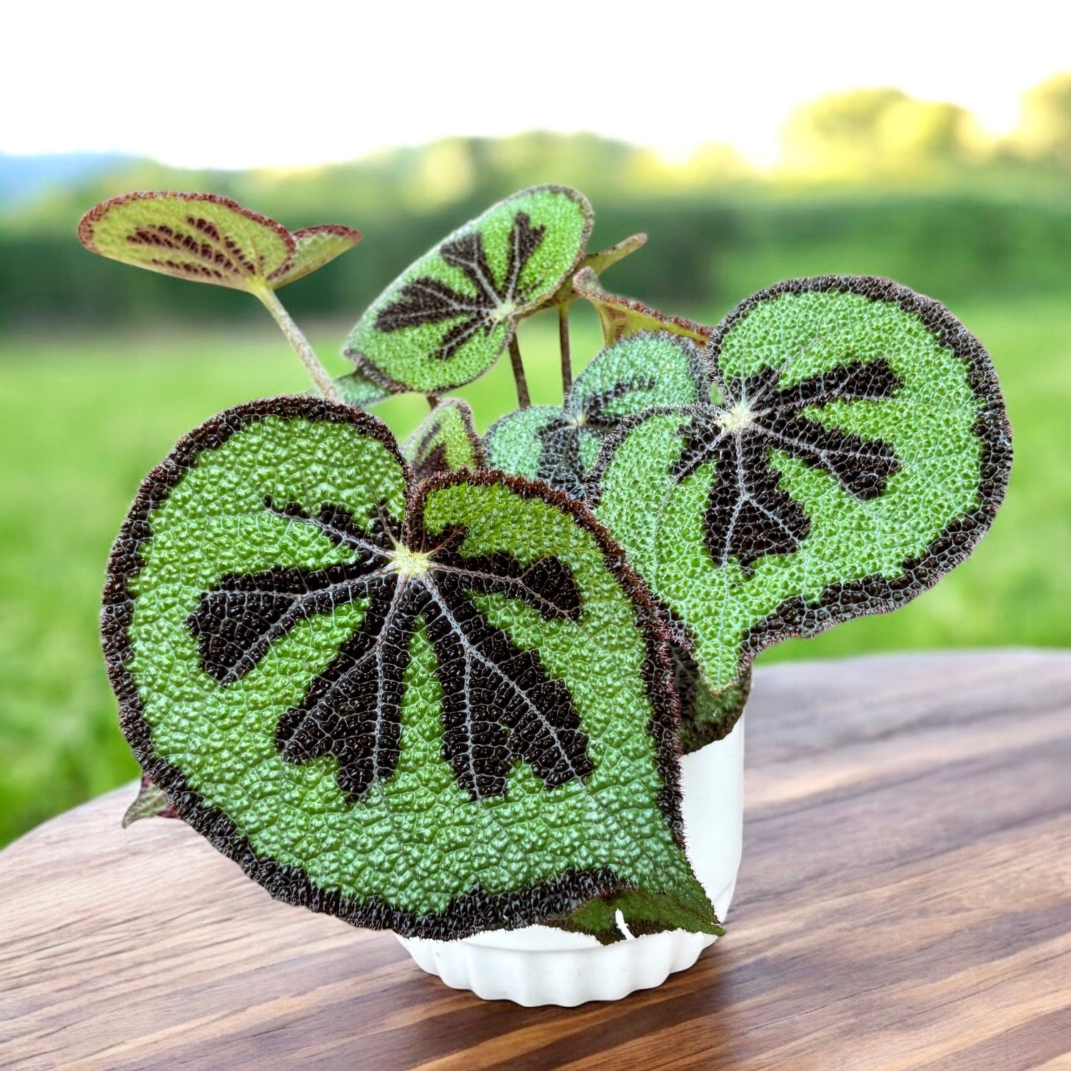 Begonia masoniana Rock (Iron cross begonia) - varietate de colectie cu frunze spectaculoase