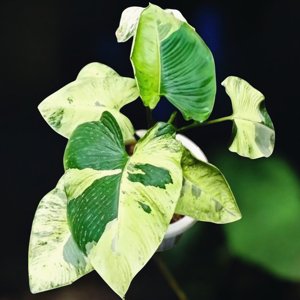 Homalomena sp. variegata