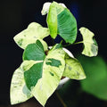 Homalomena sp. variegata