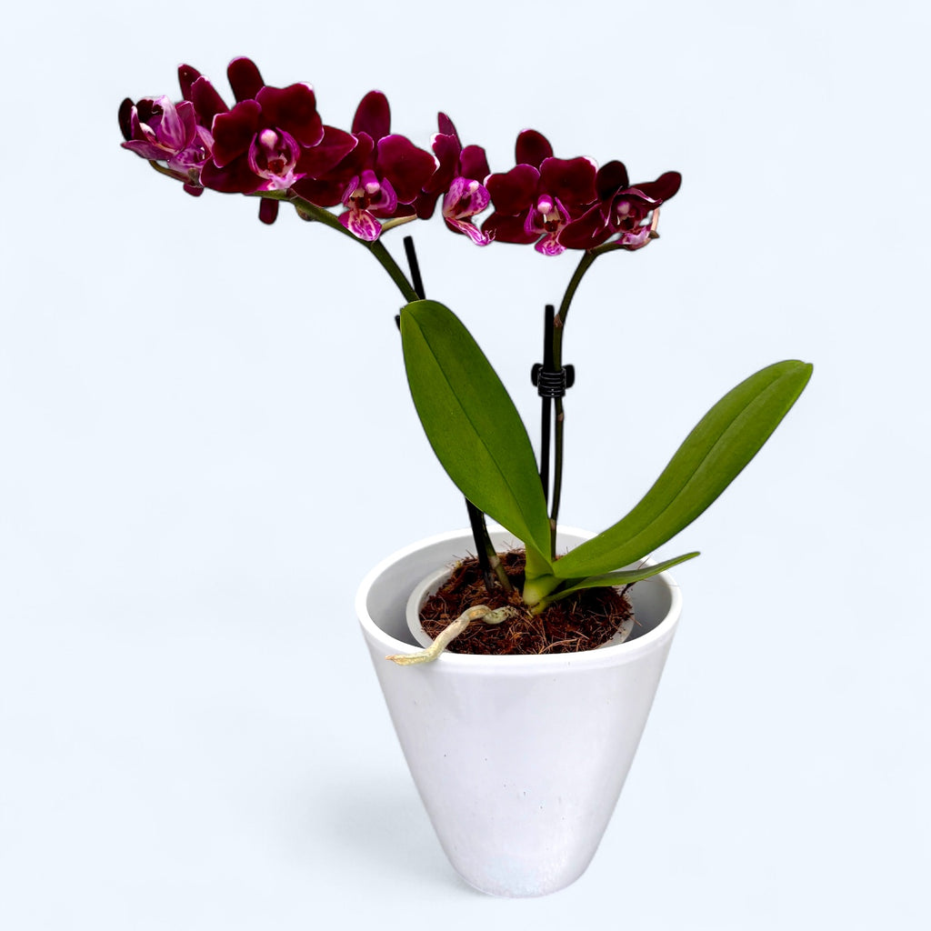 Phalaenopsis Black Aiyah