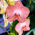 Phalaenopsis Anthura Ravello
