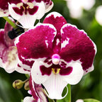 Phalaenopsis 'Untold Stories' big lip