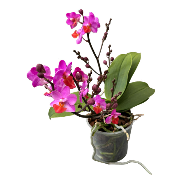 Phalaenopsis Liu's Triprince 'Pink' duftend (NL)